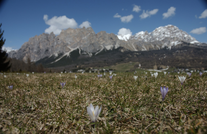 Fiori di montagna Fiori di montagna
