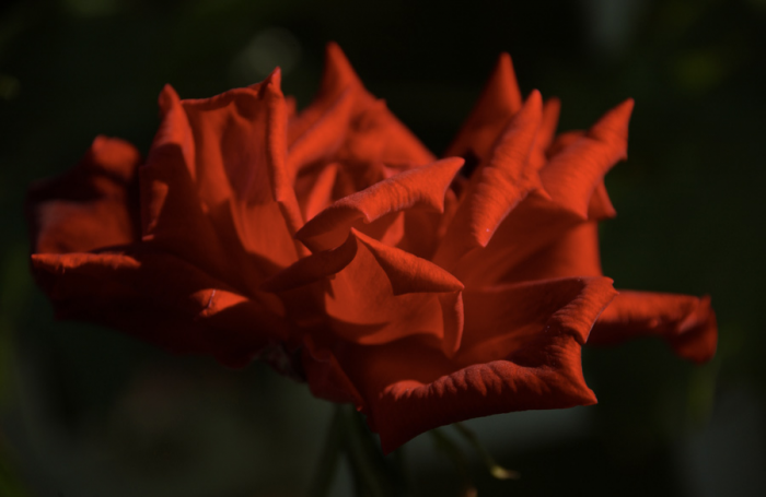 Petali rossi Petali rossi