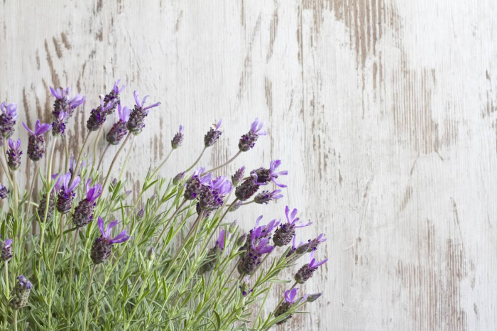Lavanda Lavanda
