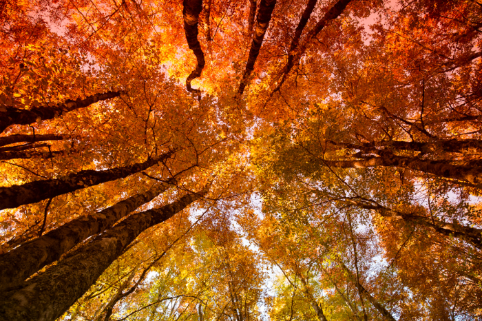 Soffitto d'autunno Soffitto d'autunno
