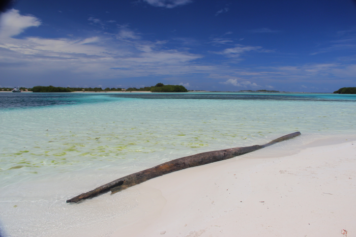 Tronco sulla spiaggia di Los Roques Tronco sulla spiaggia di Los Roques