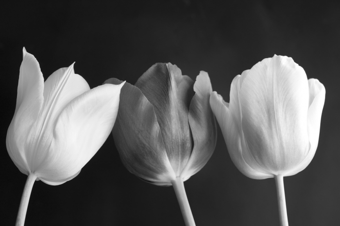 Tulipani Tulipani