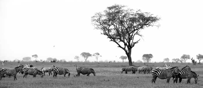 Zebre Zebre