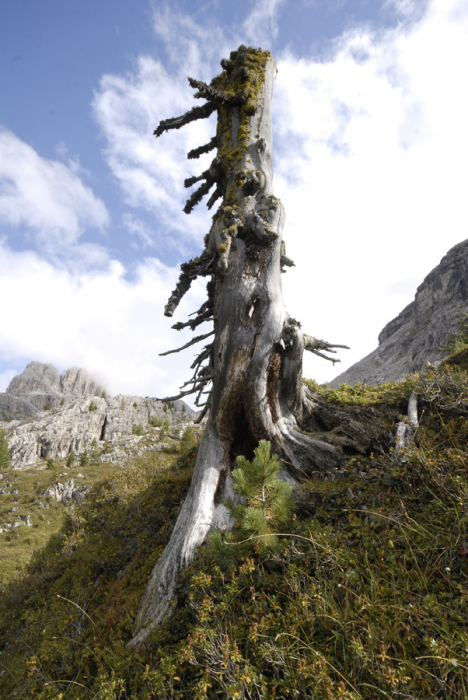 Albero Albero