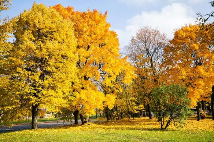 Paesaggio autunnale Paesaggio autunnale