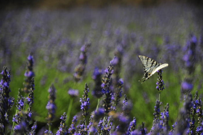 Farfalla e lavanda Farfalla e lavanda