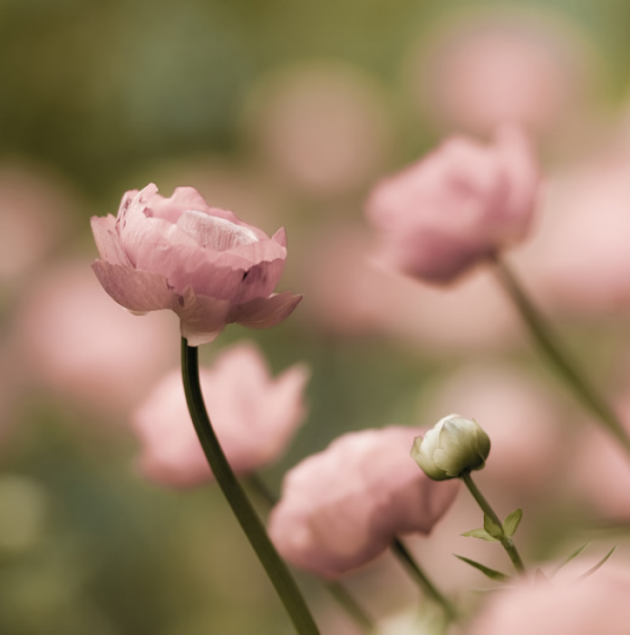 Ranuncoli Rosa Ranuncoli Rosa