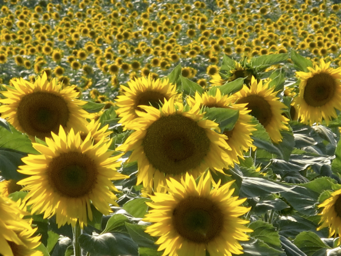 Girasoli Girasoli