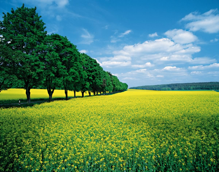 Paesaggio primaverile Paesaggio primaverile
