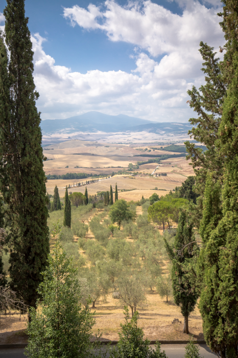 Finestra su Bolgheri Finestra su Bolgheri