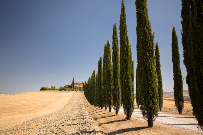 Il viale dei cipressi Il viale dei cipressi
