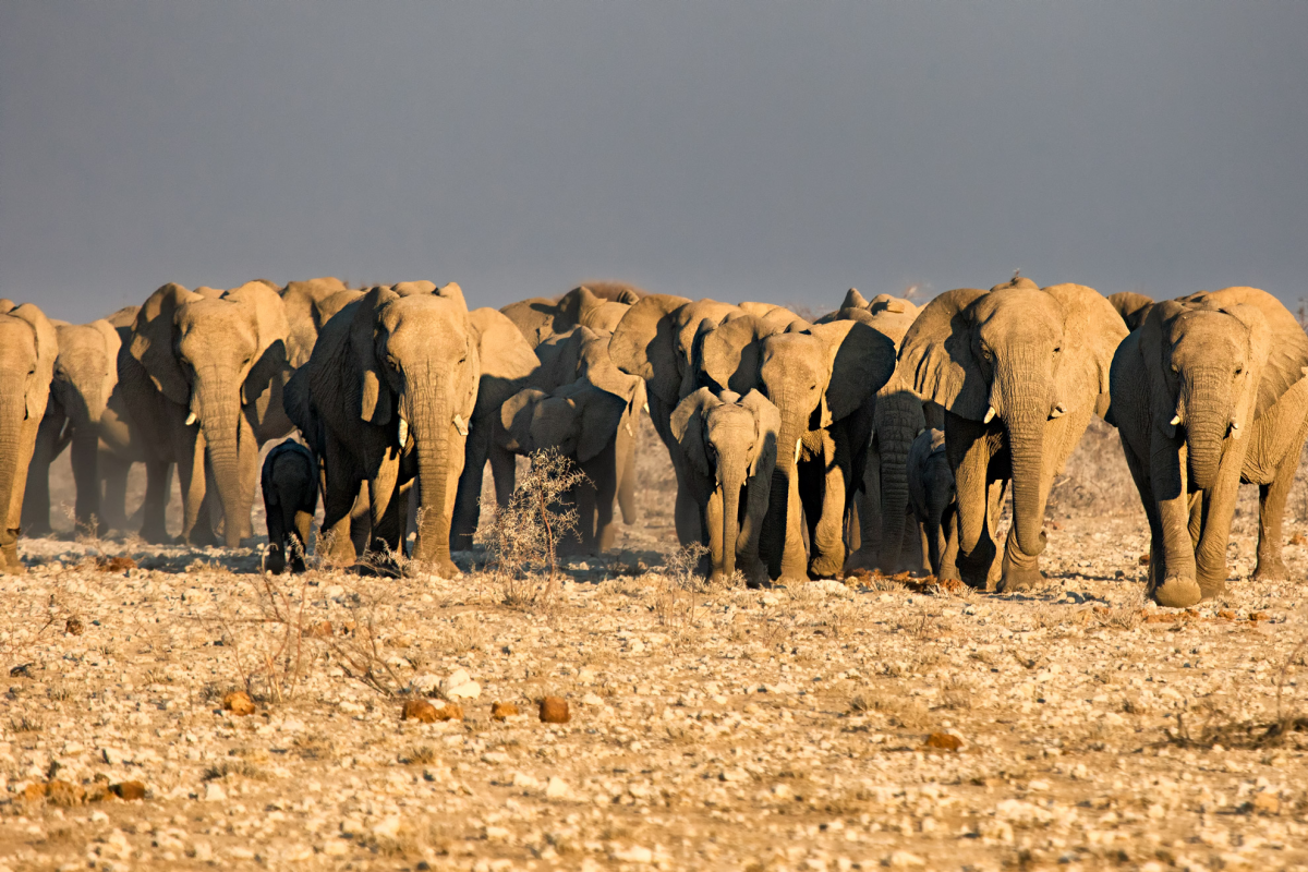 A herd of Elephants Photomural
