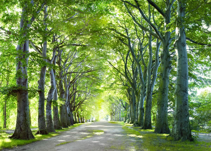 Foresta Foresta