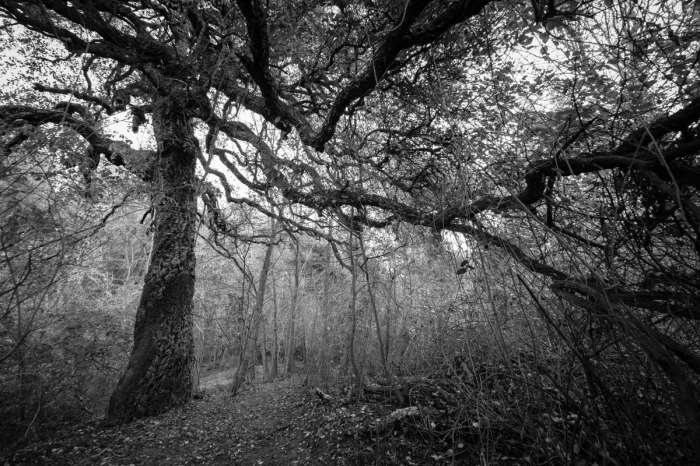 Foresta oscura Foresta oscura