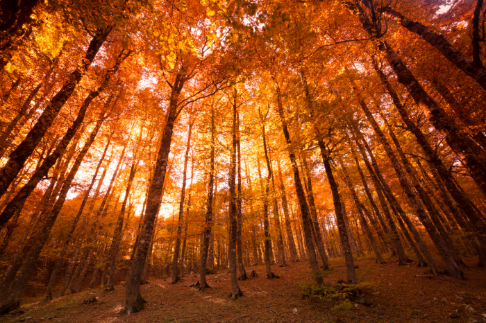 Foresta autunnale Foresta autunnale