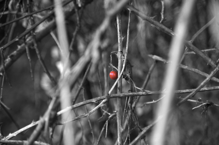 Frutto rosso Frutto rosso