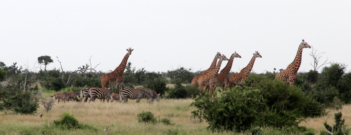 Zebre e giraffe Zebre e giraffe