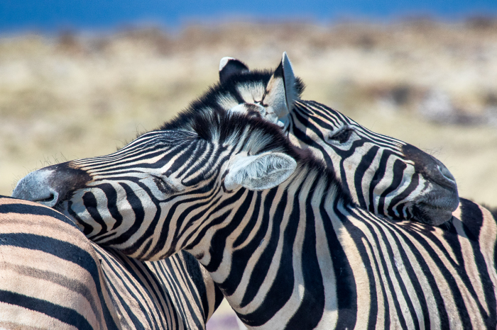 Zebre in love Zebre in love