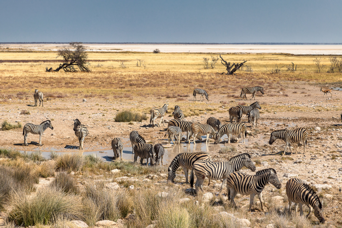 Zebre nella savana Zebre nella savana