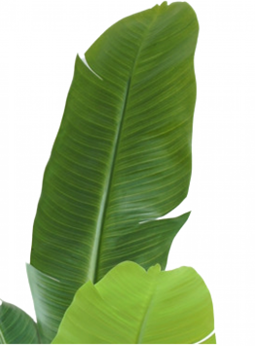 Strelitzia Nicolai - pianta artificiale, 120 cm