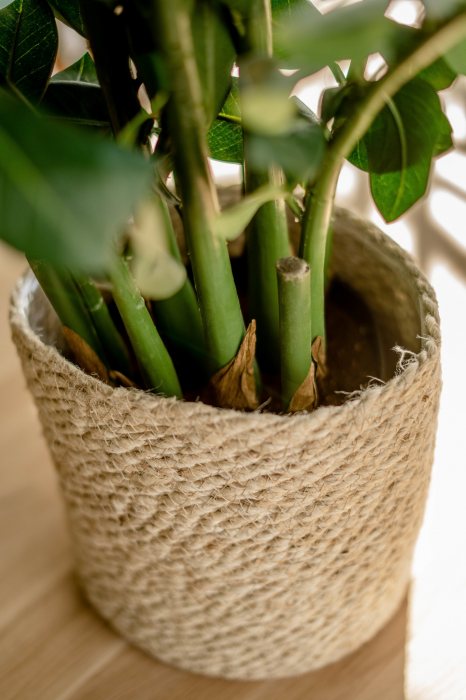 Zamioculcas - pianta artificiale 94 cm