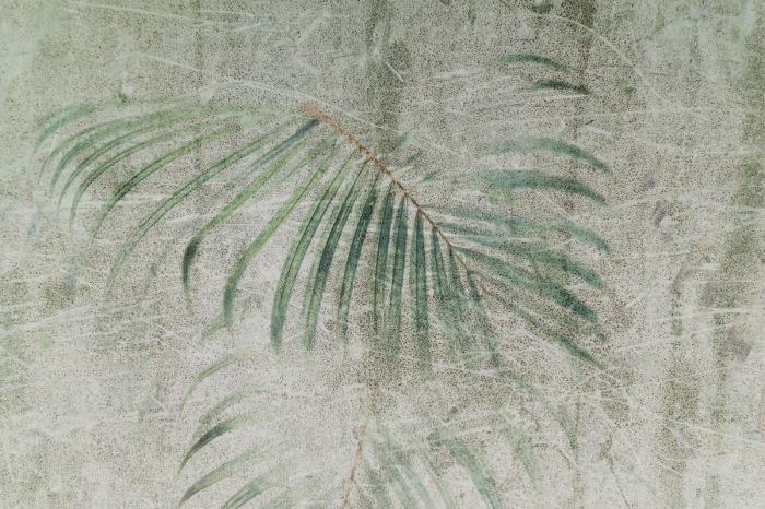 Palm