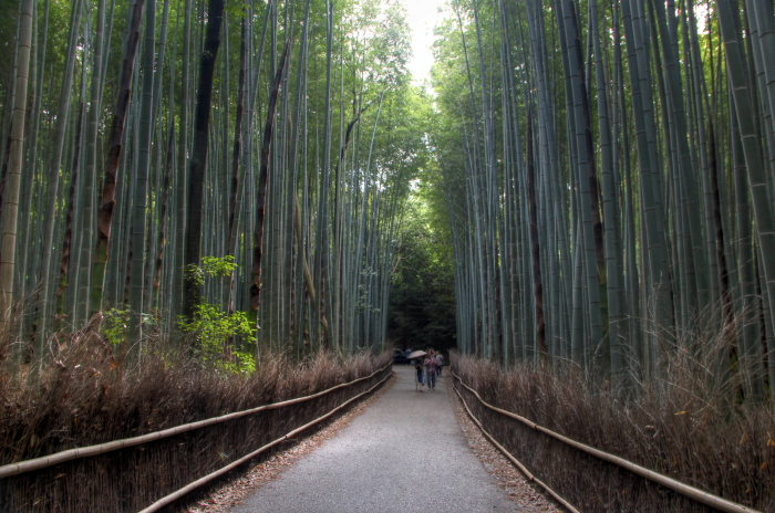 Foresta di bamboo Foresta di bamboo