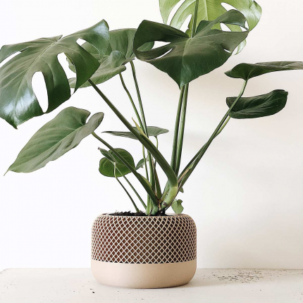 Apple - portavaso di design legno naturale Apple - portavaso di design legno naturale