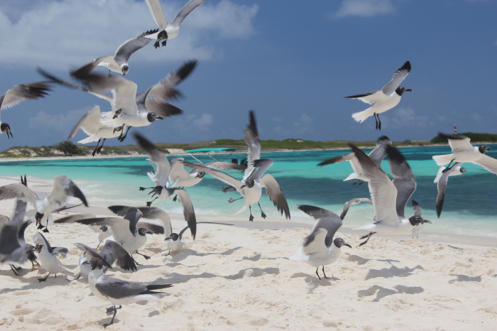Gabbianelle di Los Roques Gabbianelle di Los Roques
