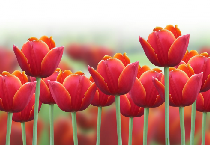 Tulipani rossi Tulipani rossi