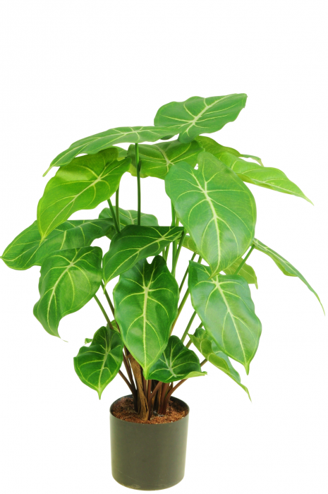 Syngonium -  pianta artificiale 58 cm