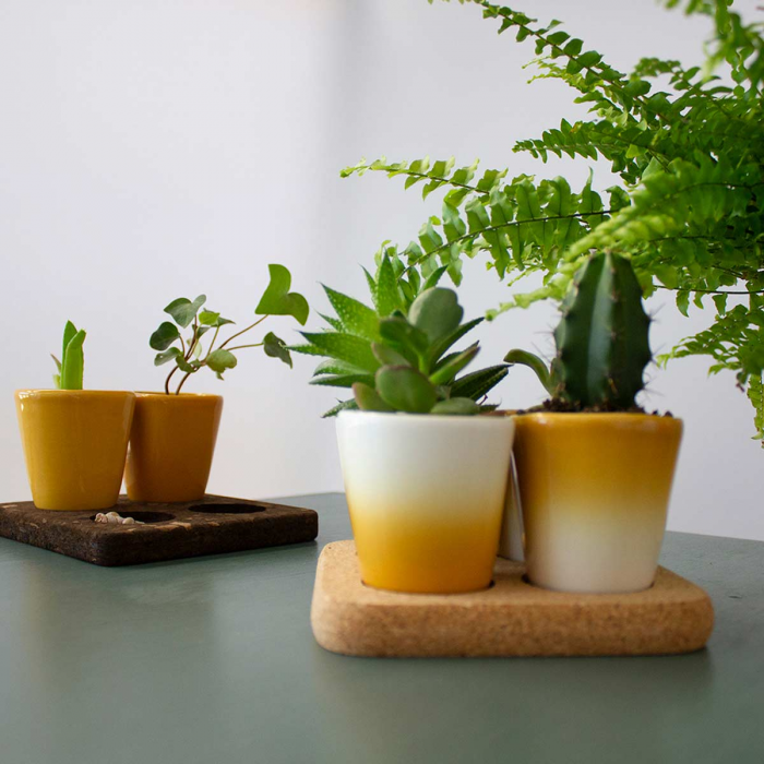 Copus - set 4 tazzine con sfumatura giallo ocra