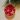 Tondo rosso con stelle