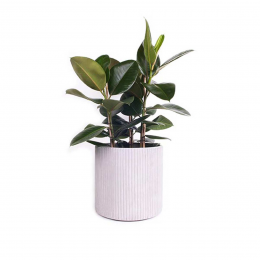 Mon vaso tondo in cemento Mon vaso tondo in cemento